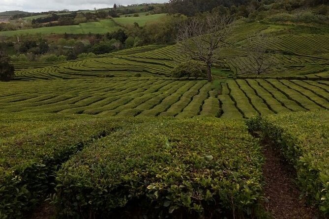 Tour in Sao Miguel With Snack