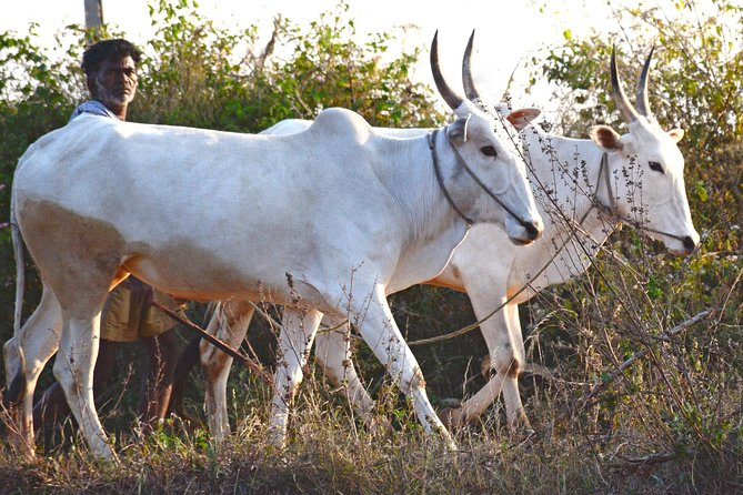 Tour of the Villages of Varanasi (Guided Sightseeing Tour by Car)