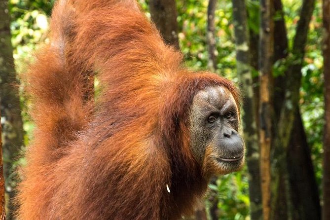 TOUR PACKAGE (Taxi, Room, Jungle Trekking) 3 Days in BUKIT LAWANG - Good To Know