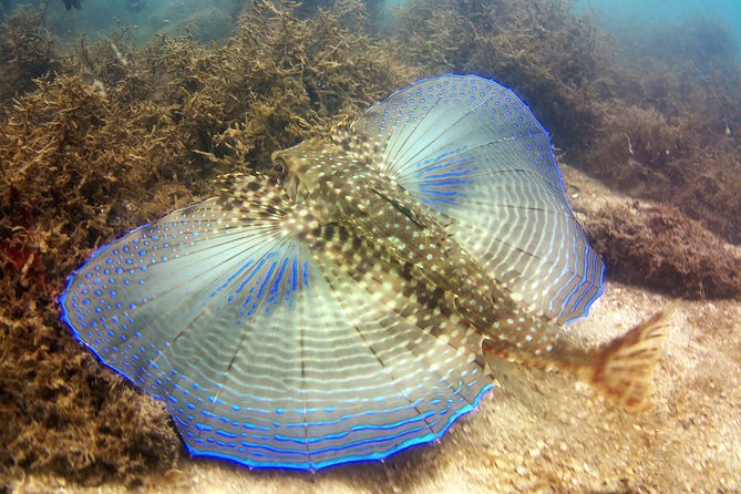 Tour to Bombinhas With Snorkeling Experience