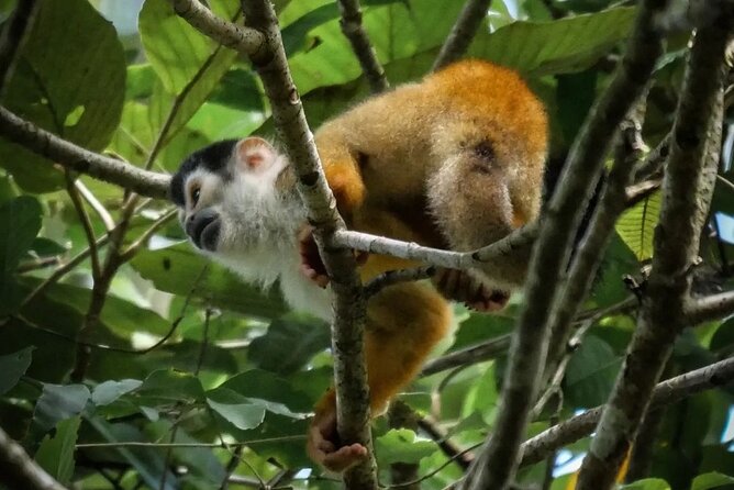 Tour to the Sirena Ranger Station in Corcovado