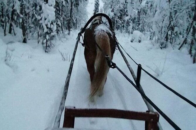 Traditional Finnhorse Sleigh Ride at SCV (3km) - Good To Know
