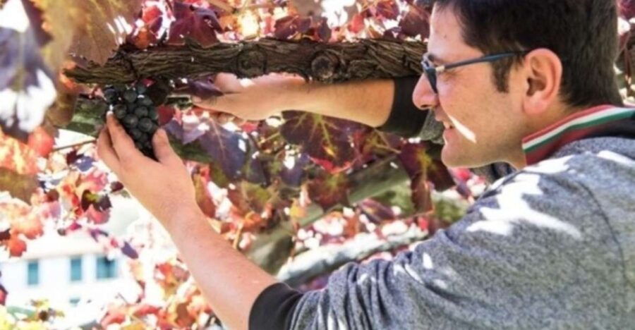 Tramonti: Vineyard & Winery Tour With Tasting & Appetizers - Good To Know