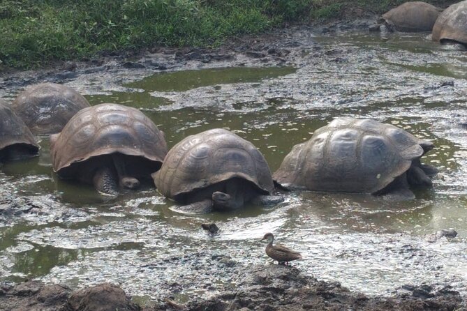 Transfer Airport-Hotel in Galapagos Santa Cruz With Visit to Giant Tortoises