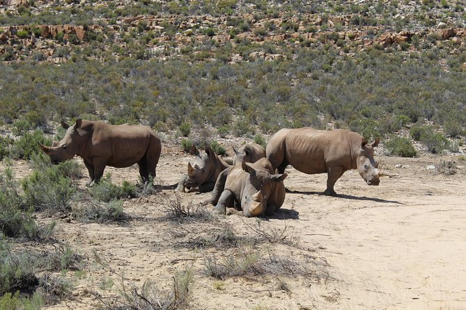Transfer To Safari- Aquila From Cape Town Excluding Entry Fees Full Day