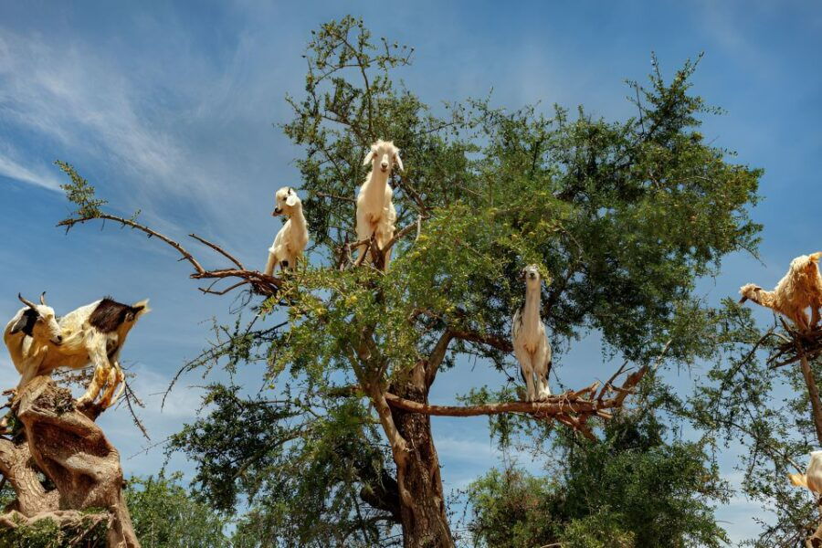 Tree-Climbing Goats Sightseeing Tour - Good To Know