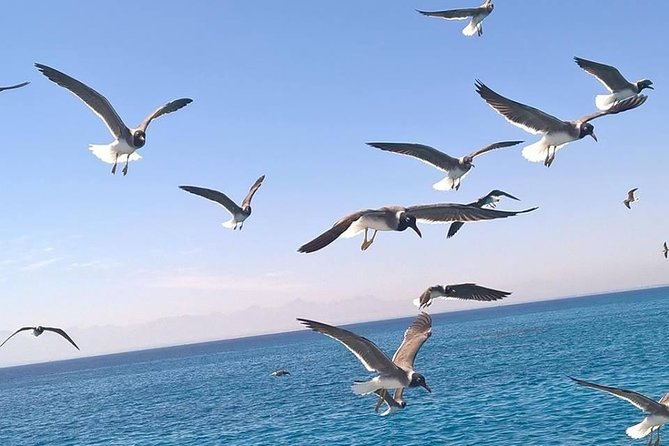 Trip to Dolphin House and Banana Boat Fun From Hurghada - Good To Know