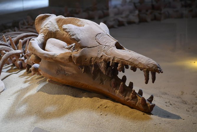 Trip to Wadi El-Hitan, Wadi El-Rayyan & Al Fayyom Oasis Adventure - Good To Know