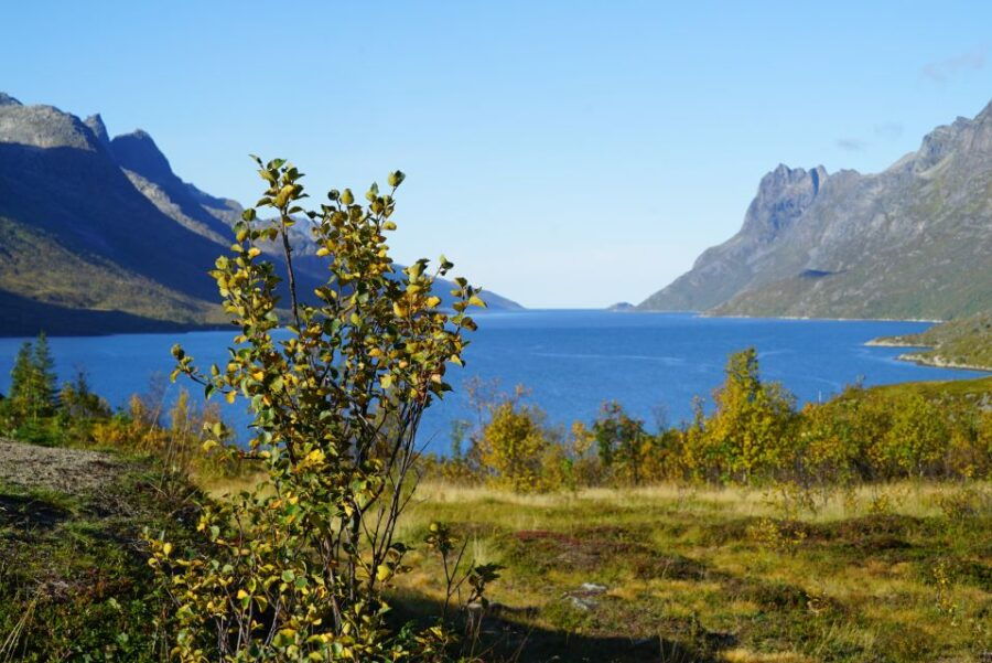 Tromsø: Fjord Sightseeing in a Tesla X Luxury Electric Car - Good To Know