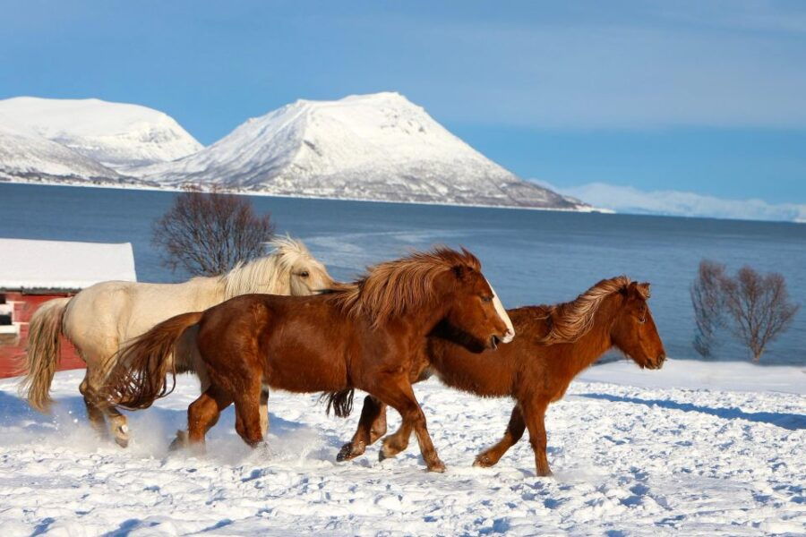 Tromsø: Lyngen Horse Stud Farm Visit - Good To Know