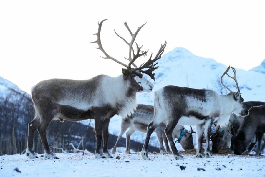 Tromsø: Reindeer Experience With Local Guide