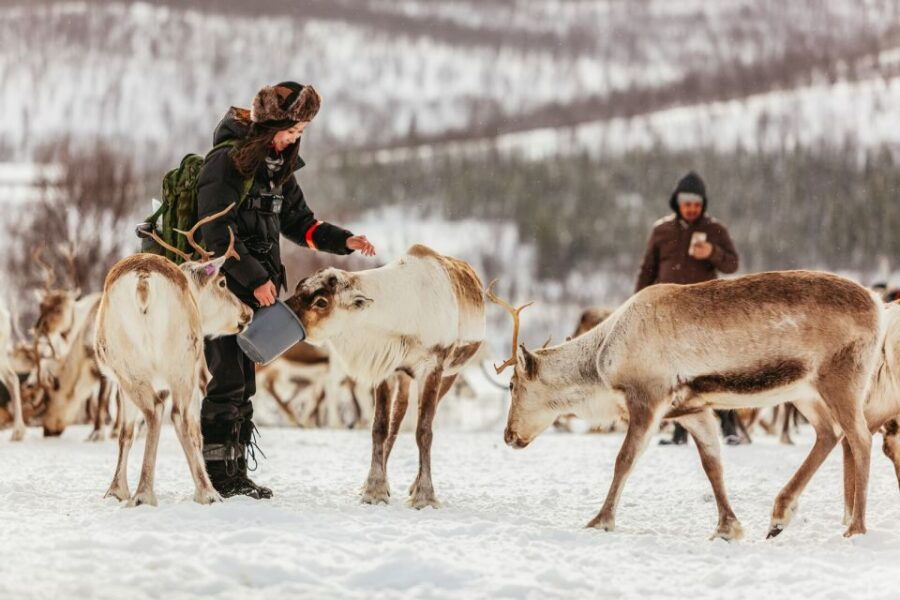 Tromsø: Reindeer Sledding & Feeding With a Sami Guide