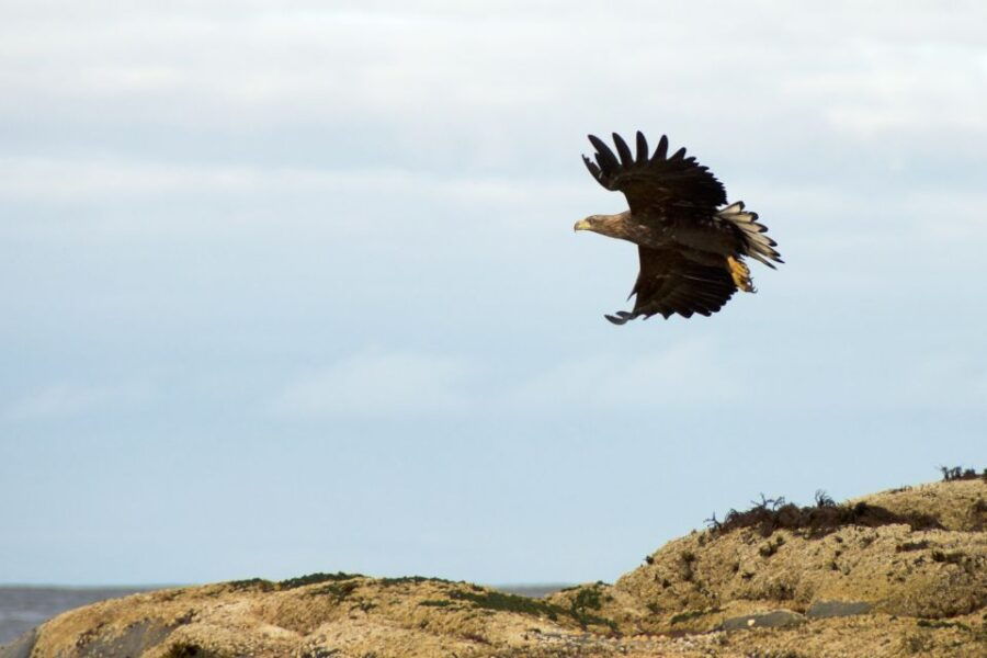 Tromsø: Winter Sea Kayaking Tour With Wildlife Sightings - Good To Know