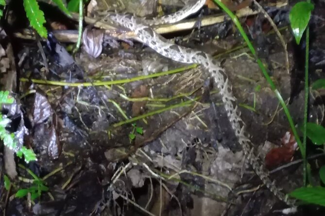 Tropical Hike in the Gandoca-Manzanillo Wild Life Refuge - Good To Know