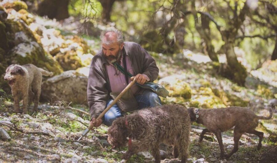Truffle Hunting, Culinary & Wine Celebration From Elounda