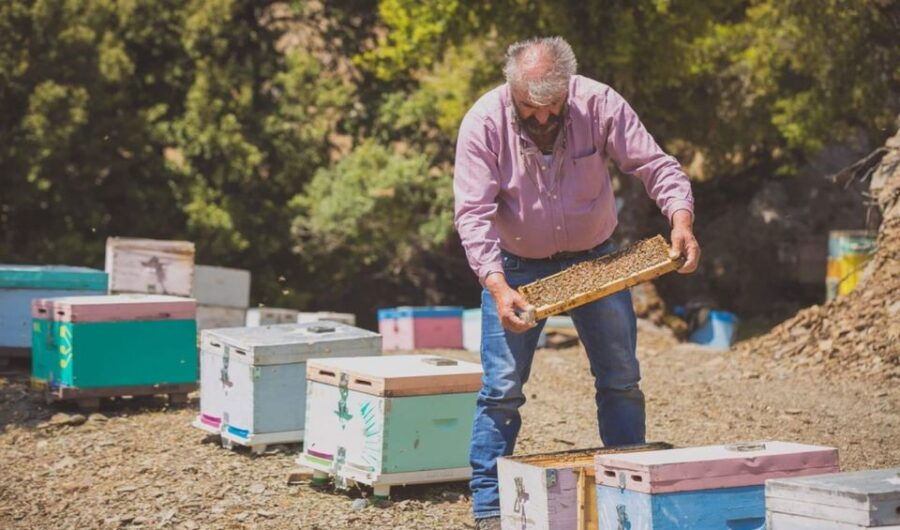 Truffle Hunting, Culinary & Wine Celebration From Heraklion