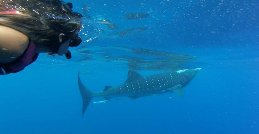 Tulum-Akumal: Swimming With Whale Sharks Tour