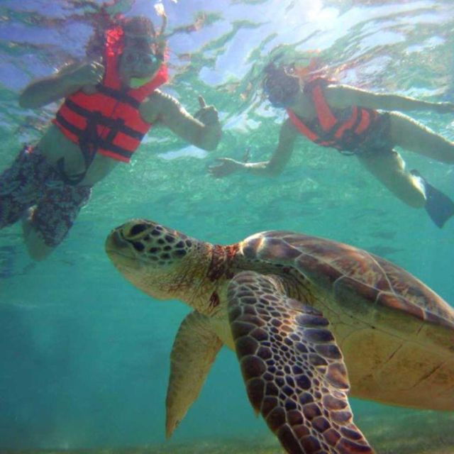 Tulum: Akumal Turtles and Underground Cenote Swim Tour