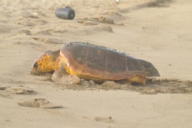 Turtle Experience in Cape Verde