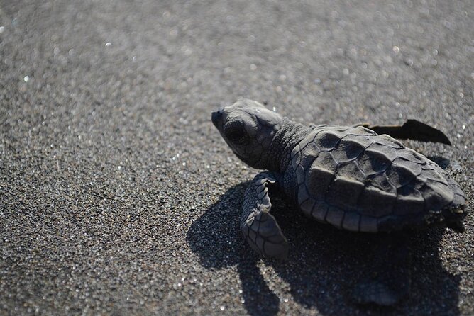 Turtle Nesting Tour