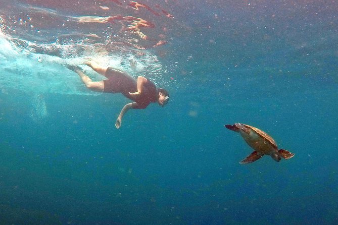 Turtle Snorkeling by Adrenailha - Booking Information