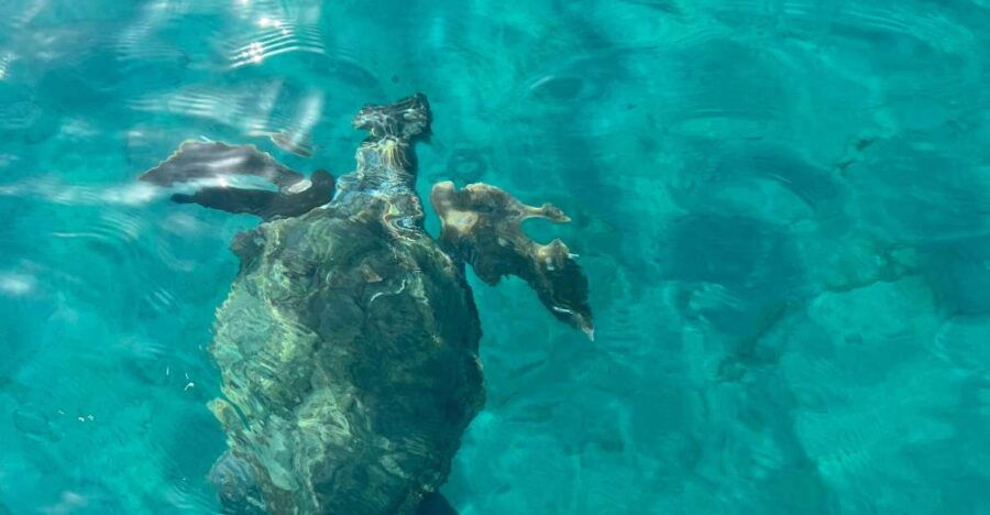 Turtle Spotting in Laganas