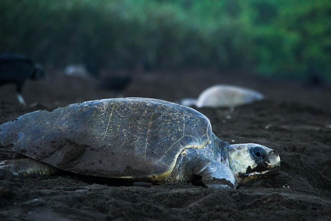 Turtle Tour in Costa Ricas Tortuguero National Park (Feb )