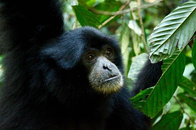 Two Days Orangutans Adventure in Gunung Leuser - Good To Know