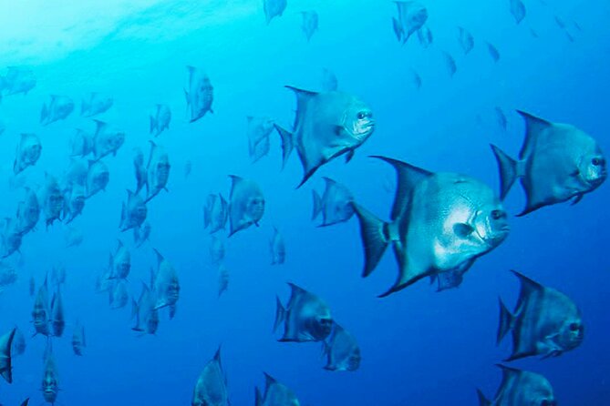 Two Dive Tour Las Catalinas Islands