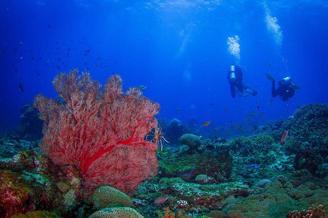 Two Fun Dives Morning Trip