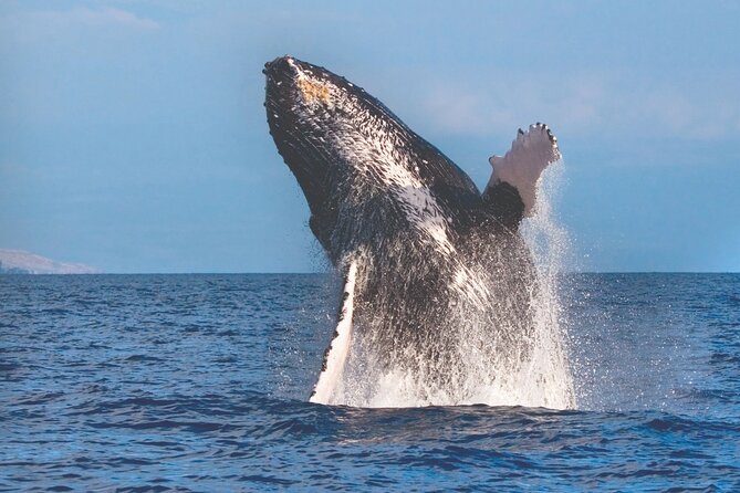 Two Hours Maalaea Humpback Whale Watching Exclusive to 6 Guests - Good To Know