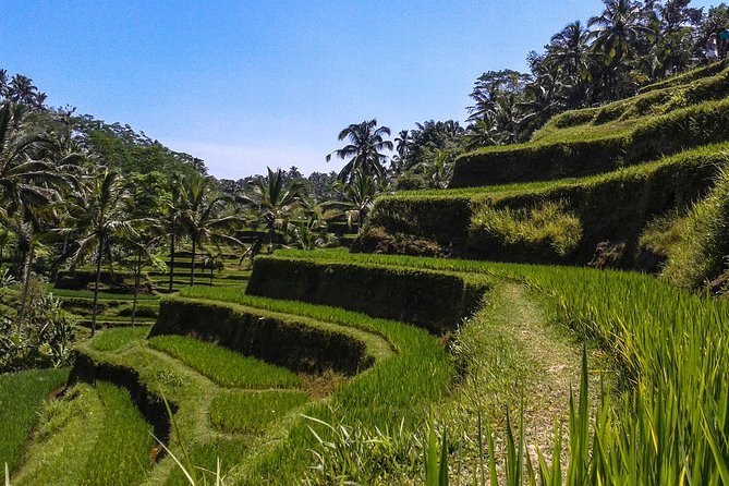 Ubud And Sunset Tanah Lot Tour - Itinerary Details