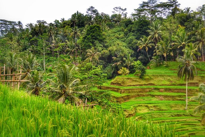 Ubud Full Day Tour - Costumeize Your Own Trip - Good To Know