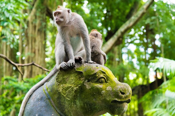 Ubud Highlights Private Tour With Swing and Batuan Temple - Seminyak - Good To Know