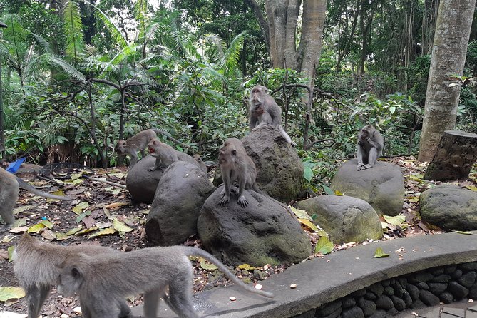 Ubud Tour, Monkey Forest, Swing, Water Temple and Waterfall - Good To Know