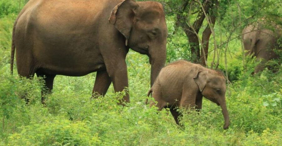 Udawalawe National Park Full Day-10 Hours All Inclusive