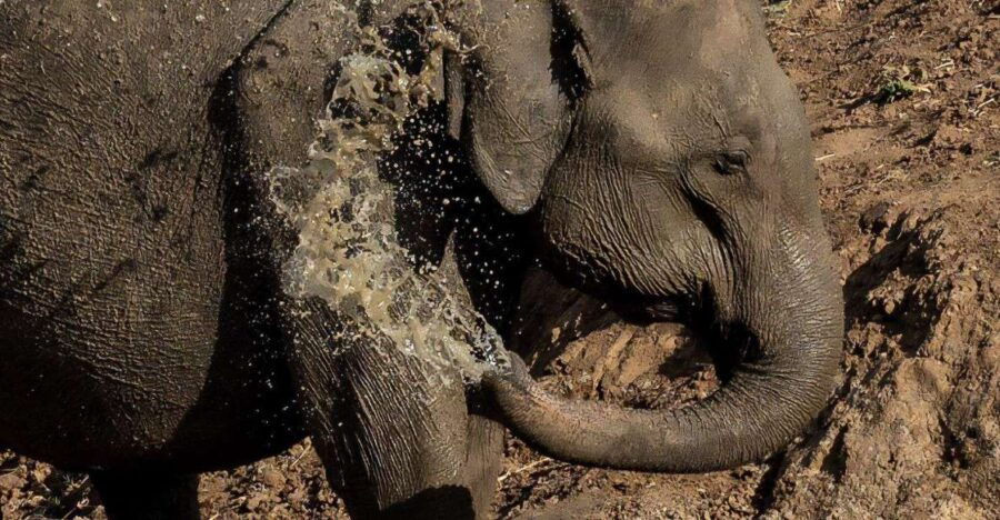 Udawalawe National Park Safari and Elephant Transit Home - Activity Details