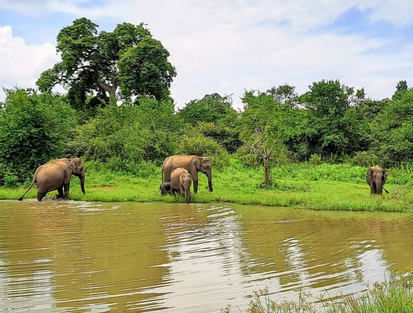 Udawalawe Safari Tour - Good To Know