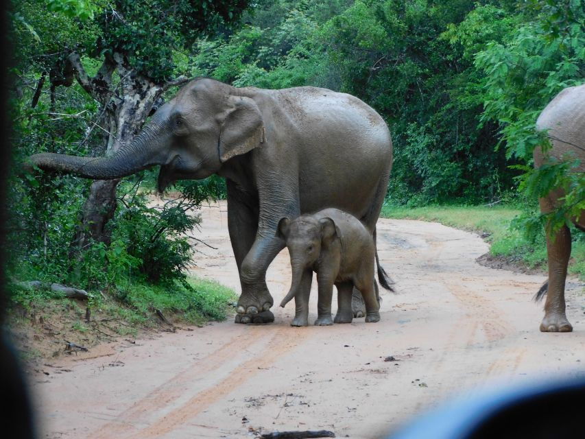 Udawalawe Safari Tour From Hambantota Port(Shore Excursion) - Good To Know