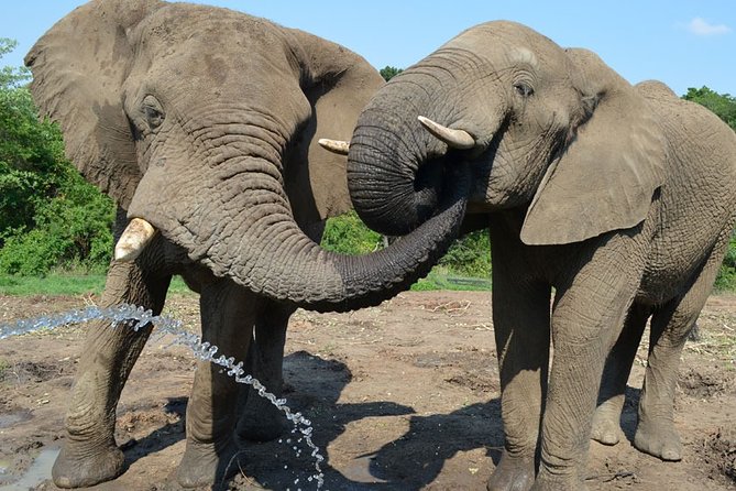 Ultimate Elephant Sanctuary Tour