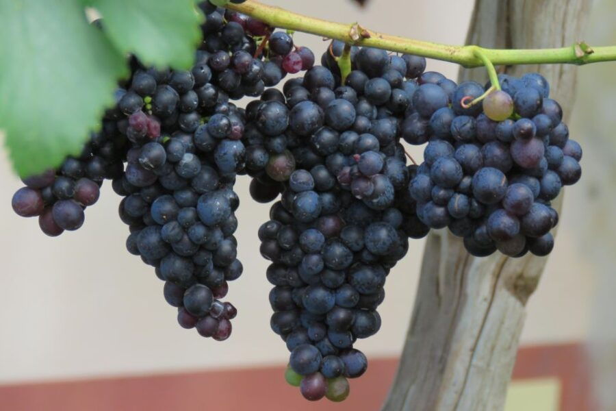 Unforgettable Southwest, Lighthouse, Rum, Banana & Landscape - Good To Know