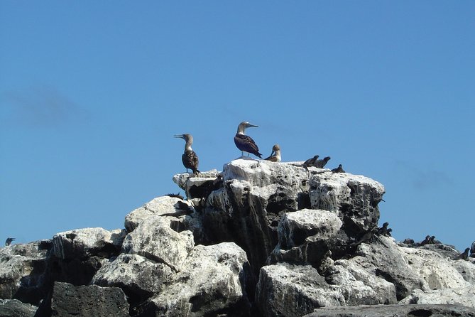 Unveil the Wonders of Galapagos Islands