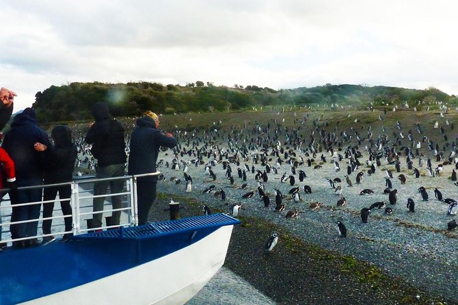 Ushuaia: Beagle Channel Navigation to the Pingüinera