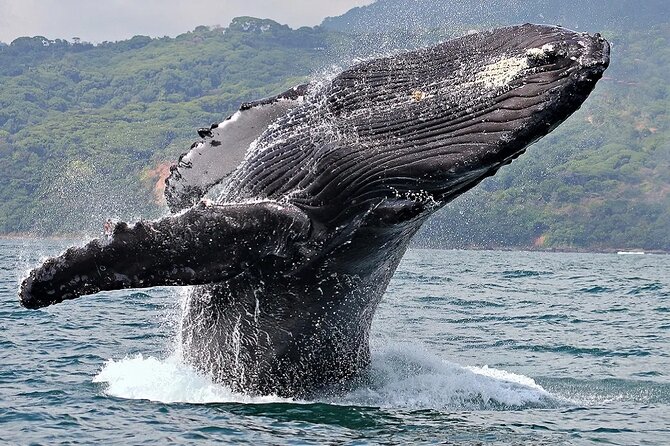 Uvita: Whalewatching Experience in Costa Rica