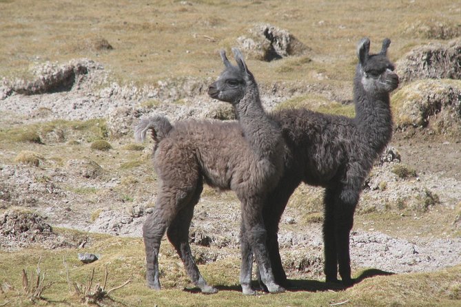 Uyuni Salt Flats, Tunupa Volcano, & Salt Hotel 2-Day Tour