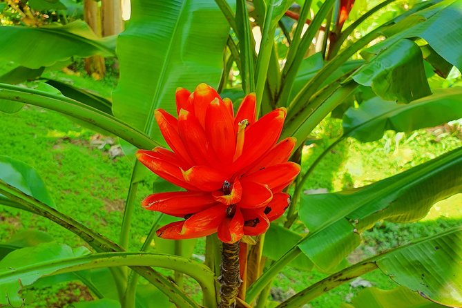 V.I.P Green Escape 1- Botanical Garden