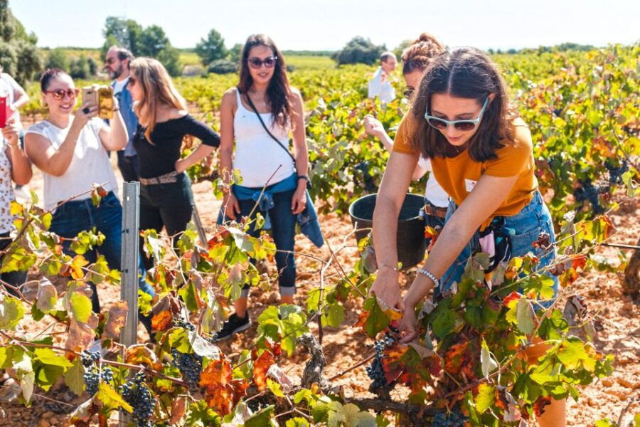 Valencia: Winery Visit With Vineyard Tour & Wine Tasting
