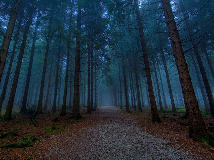 Valle De Bravo: Magical Night at the Forest