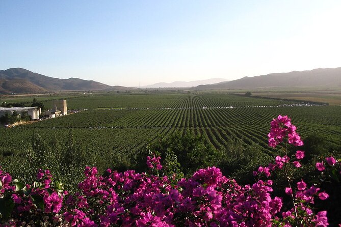 Valle De Guadlaupe Winery and Vineyard Tour From San Diego - Good To Know