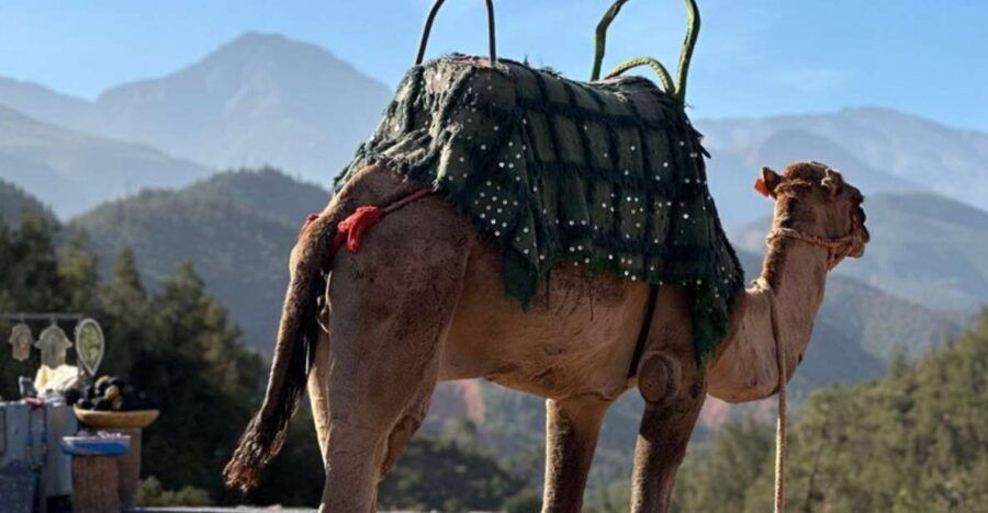Valley Ourika and Atlas Mountains With Guide and Ride Camel - Good To Know